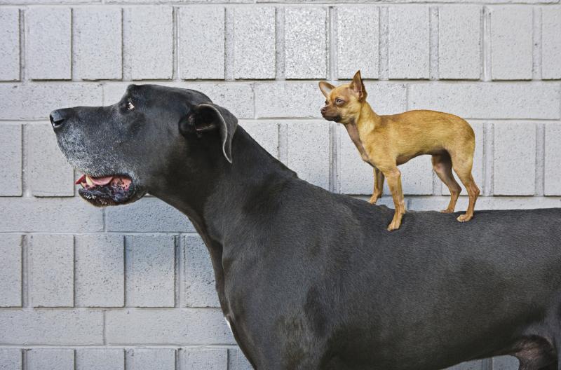 size contrast size matter