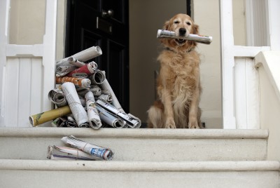 dog with newspaper