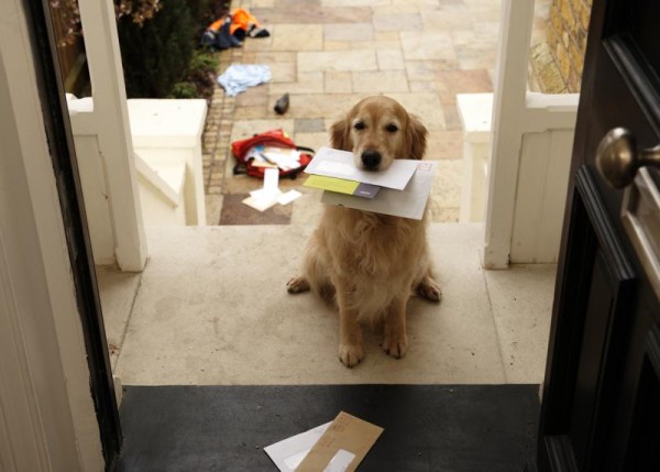 Dog sitting at the front door with the door open and mail in his mouth.